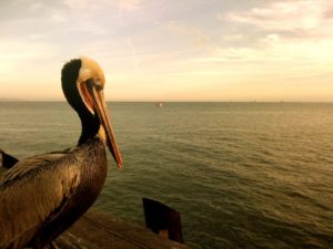 Những chú chim Pelican (chim chàng bè) đang tận hưởng ánh hoàng hôn